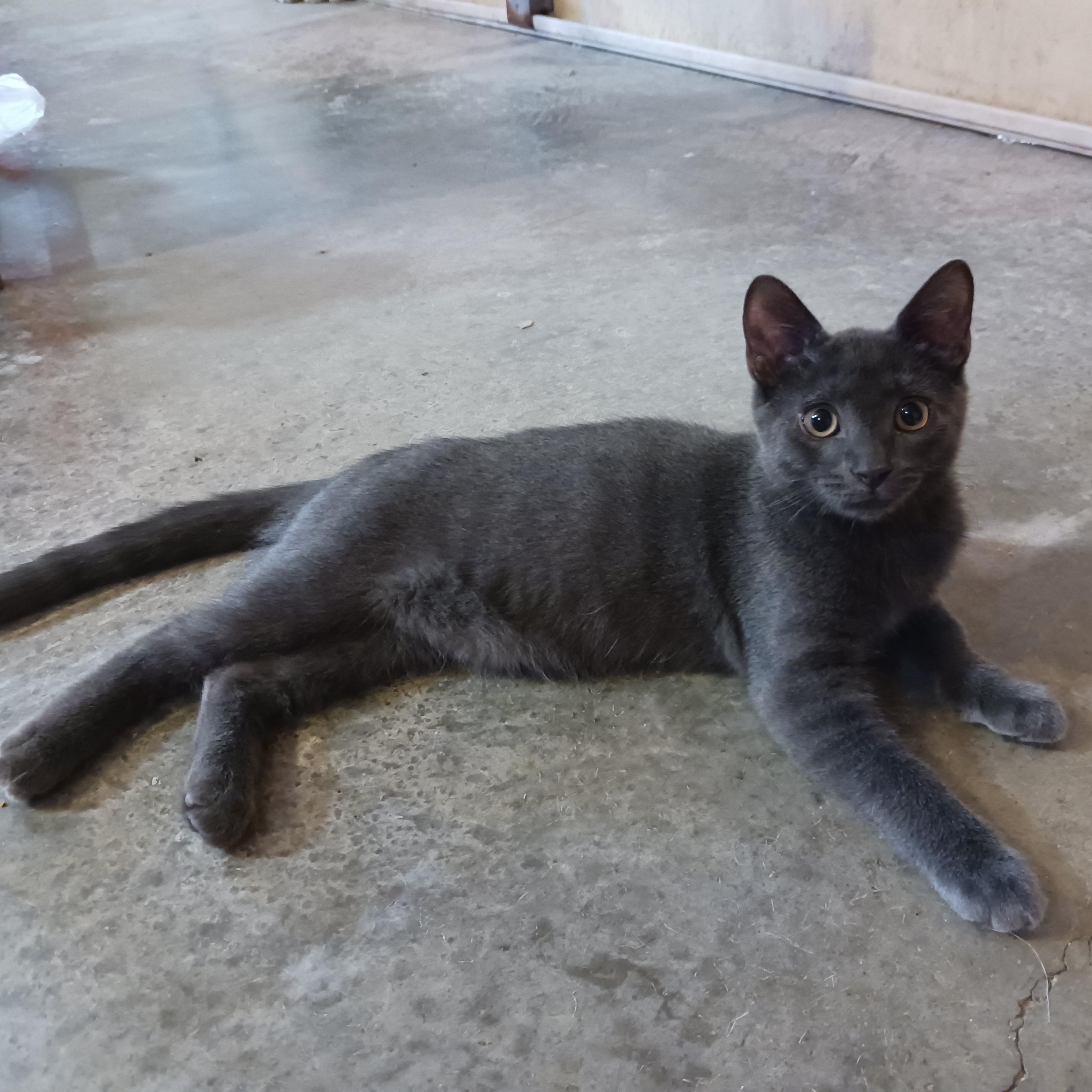 Grayson, Adoptable, Kitten Male Domestic Short Hair.