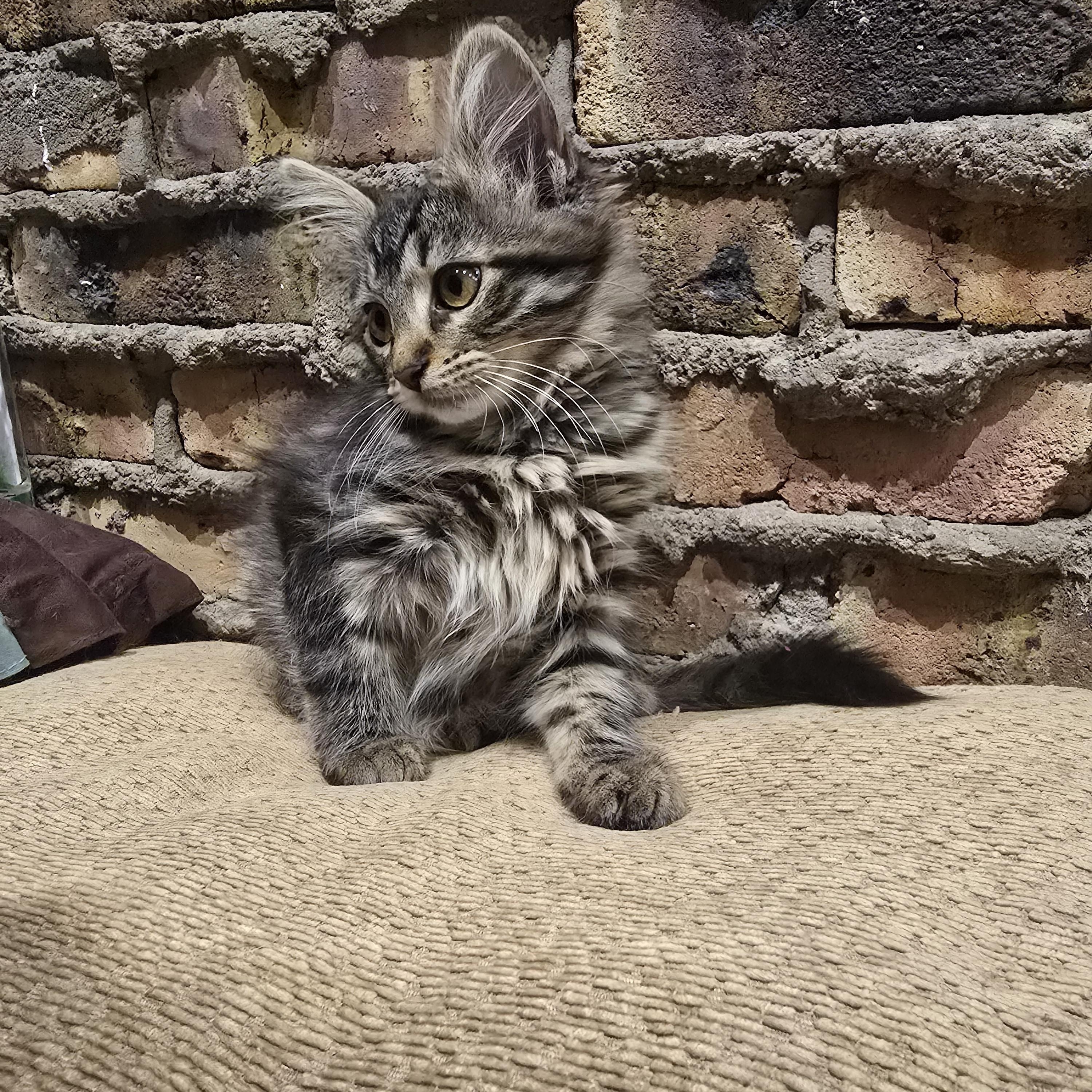 Enlarge Brownie, an adopted mixed breed in Wadsworth, IL image 4/4