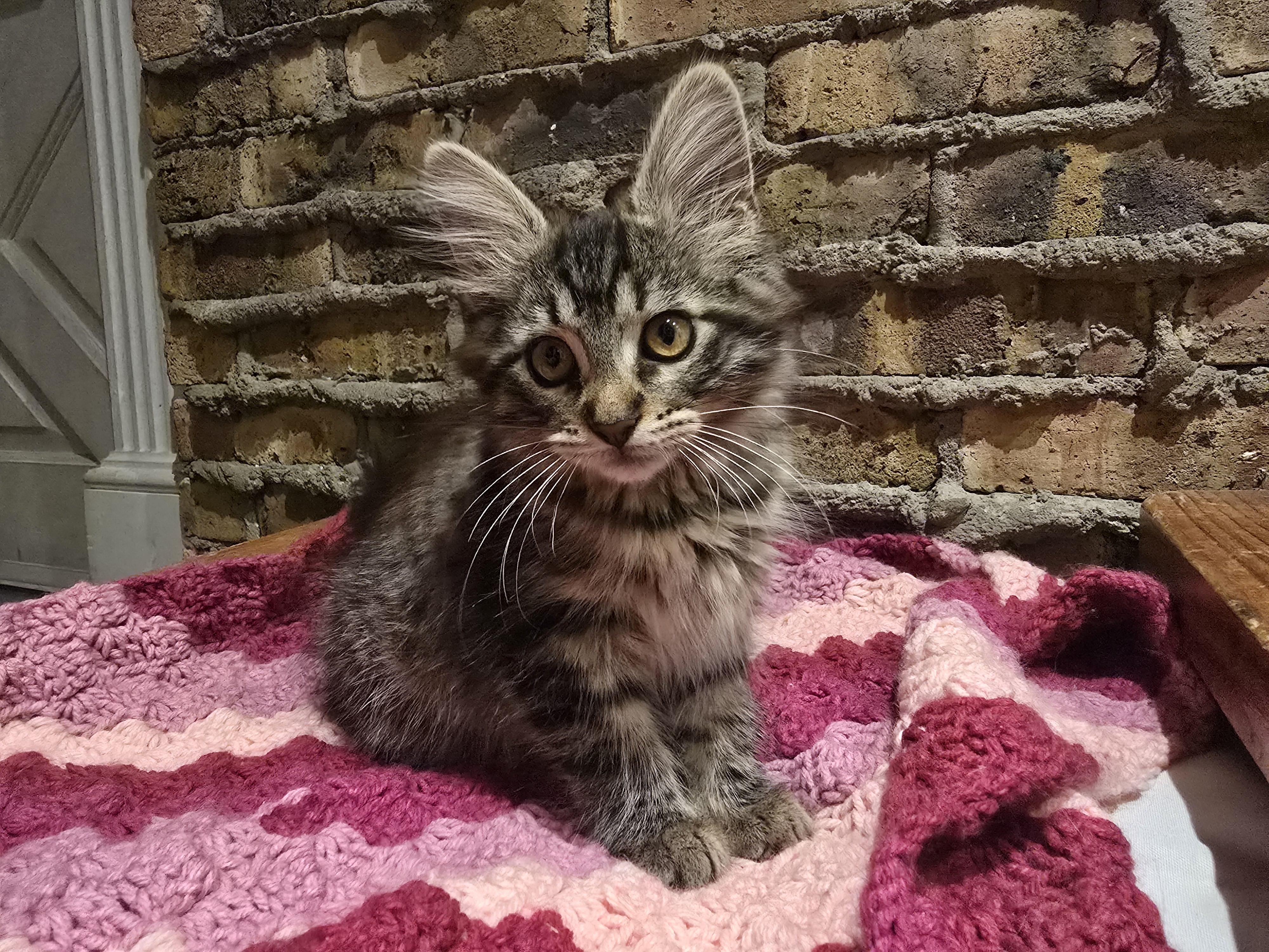Enlarge Brownie, an adopted mixed breed in Wadsworth, IL image 1/4