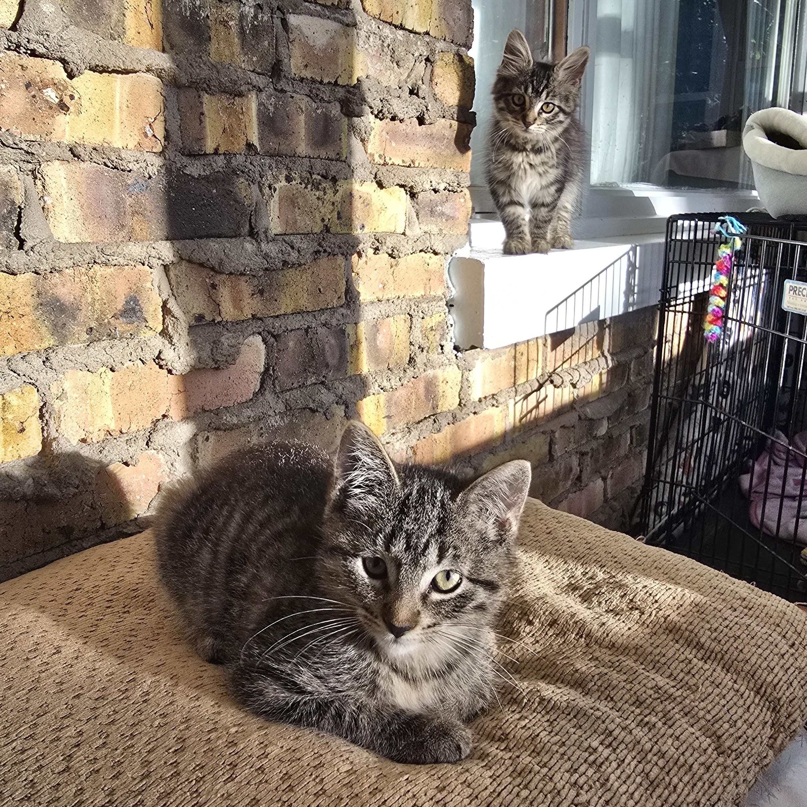 Enlarge Brownie, an adopted mixed breed in Wadsworth, IL image 2/4