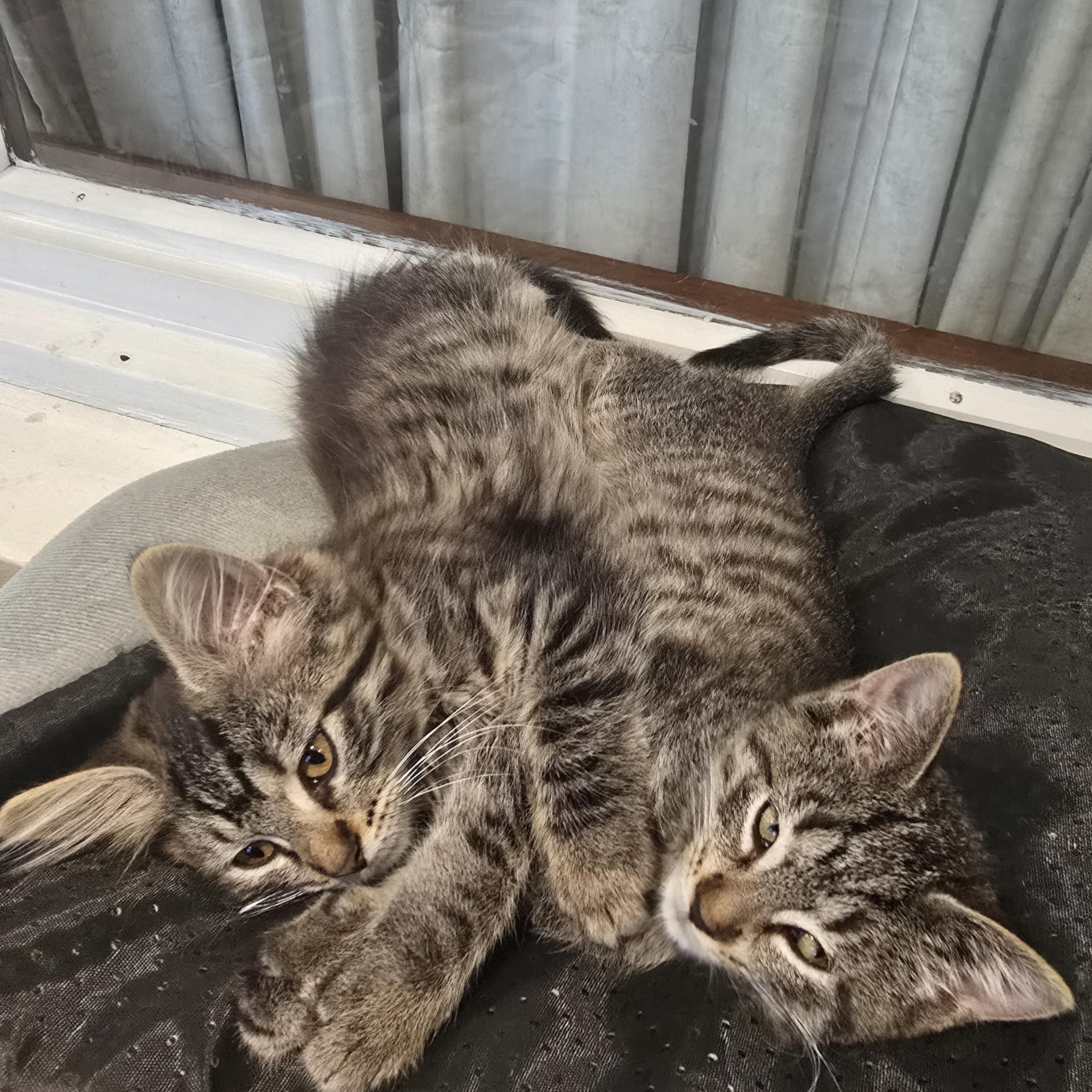 Enlarge Brownie, an adopted mixed breed in Wadsworth, IL image 3/4