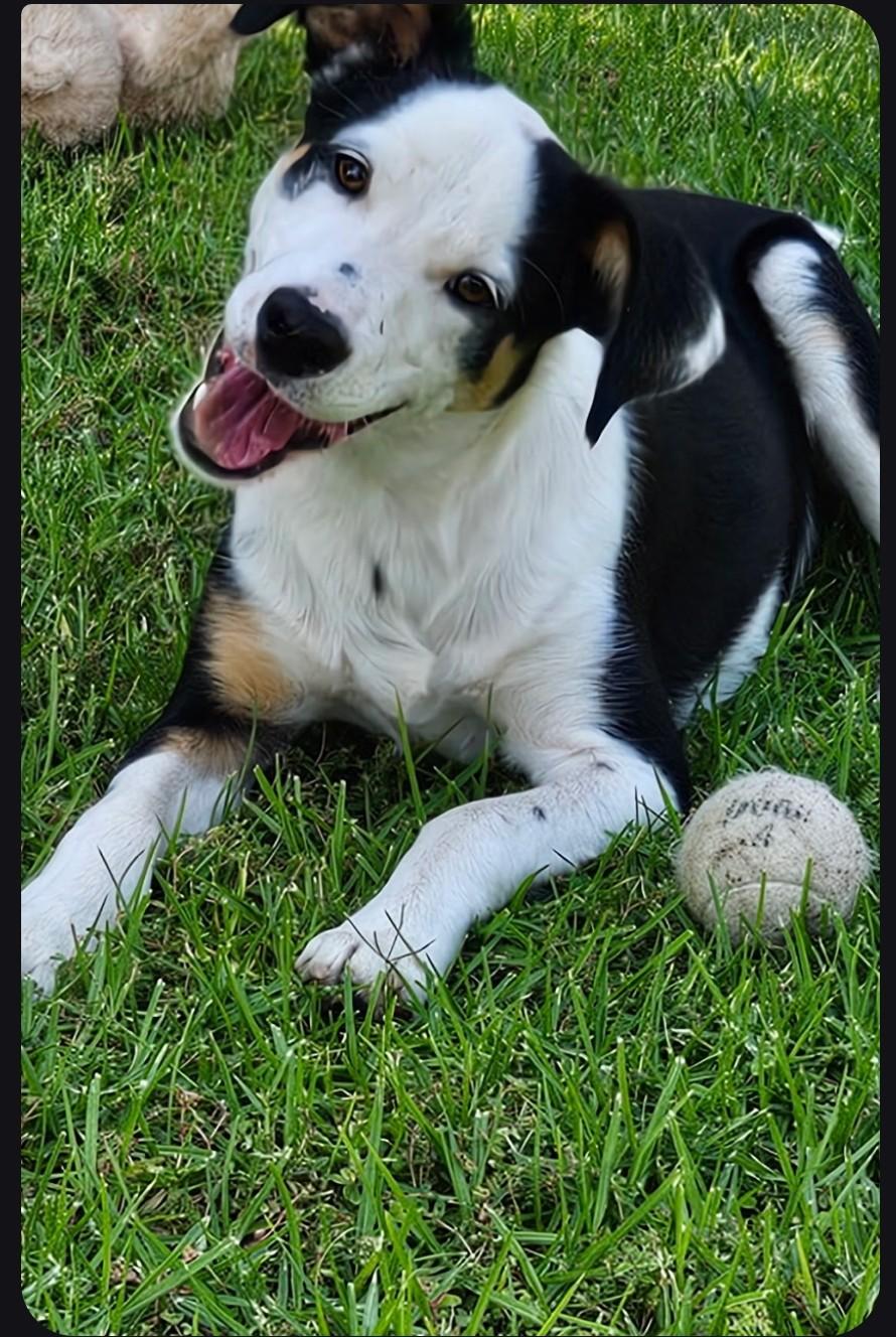 Enlarge Boomer, a Adoptable mixed breed in Brentwood, CA image 5/5