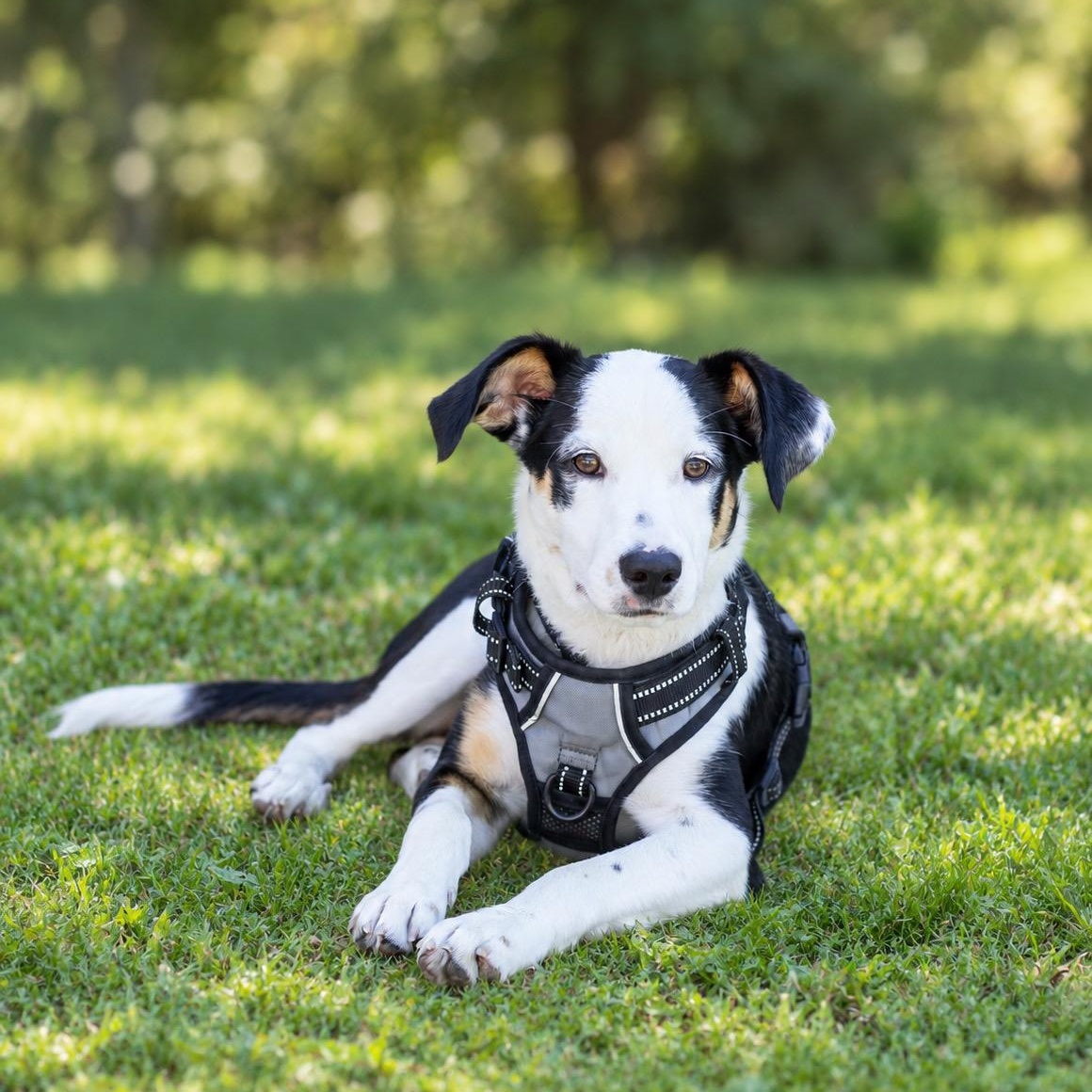 Enlarge Boomer, a Adoptable mixed breed in Brentwood, CA image 1/5