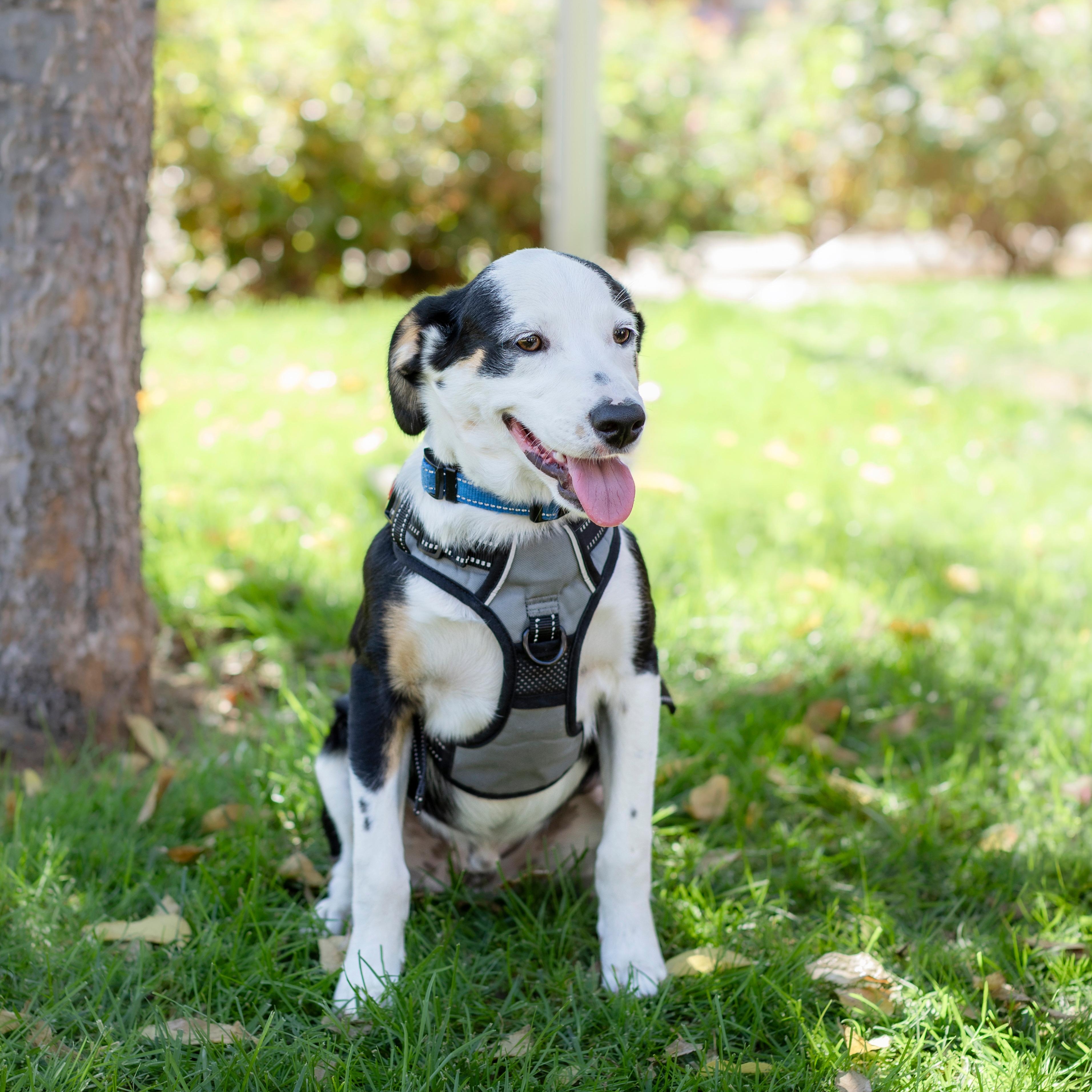 Enlarge Boomer, a Adoptable mixed breed in Brentwood, CA image 3/5