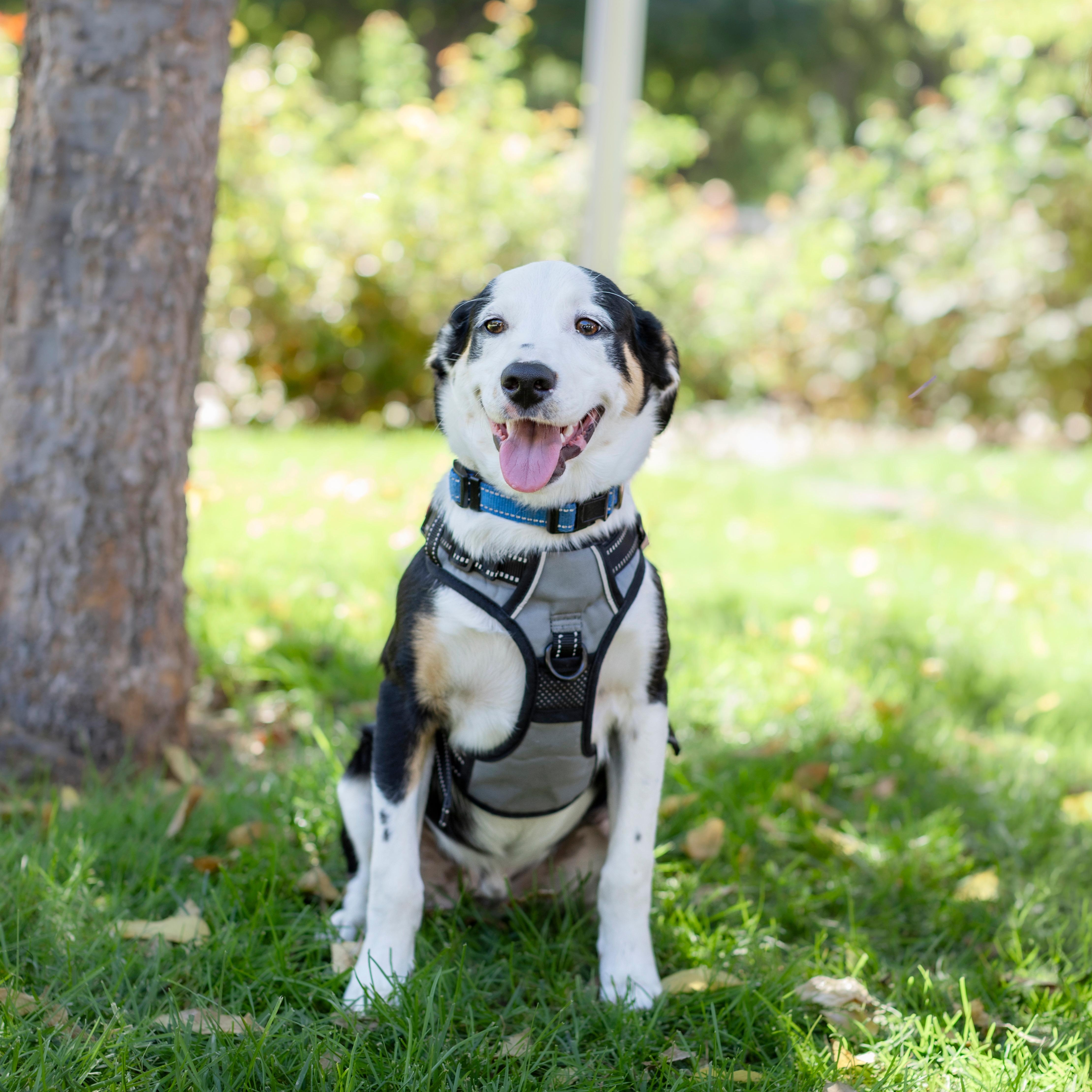 Enlarge Boomer, a Adoptable mixed breed in Brentwood, CA image 2/5