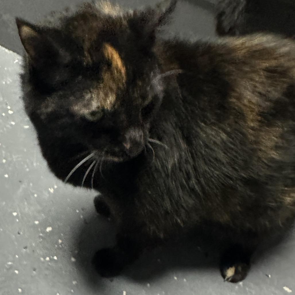 Rosey — thumbnail 2