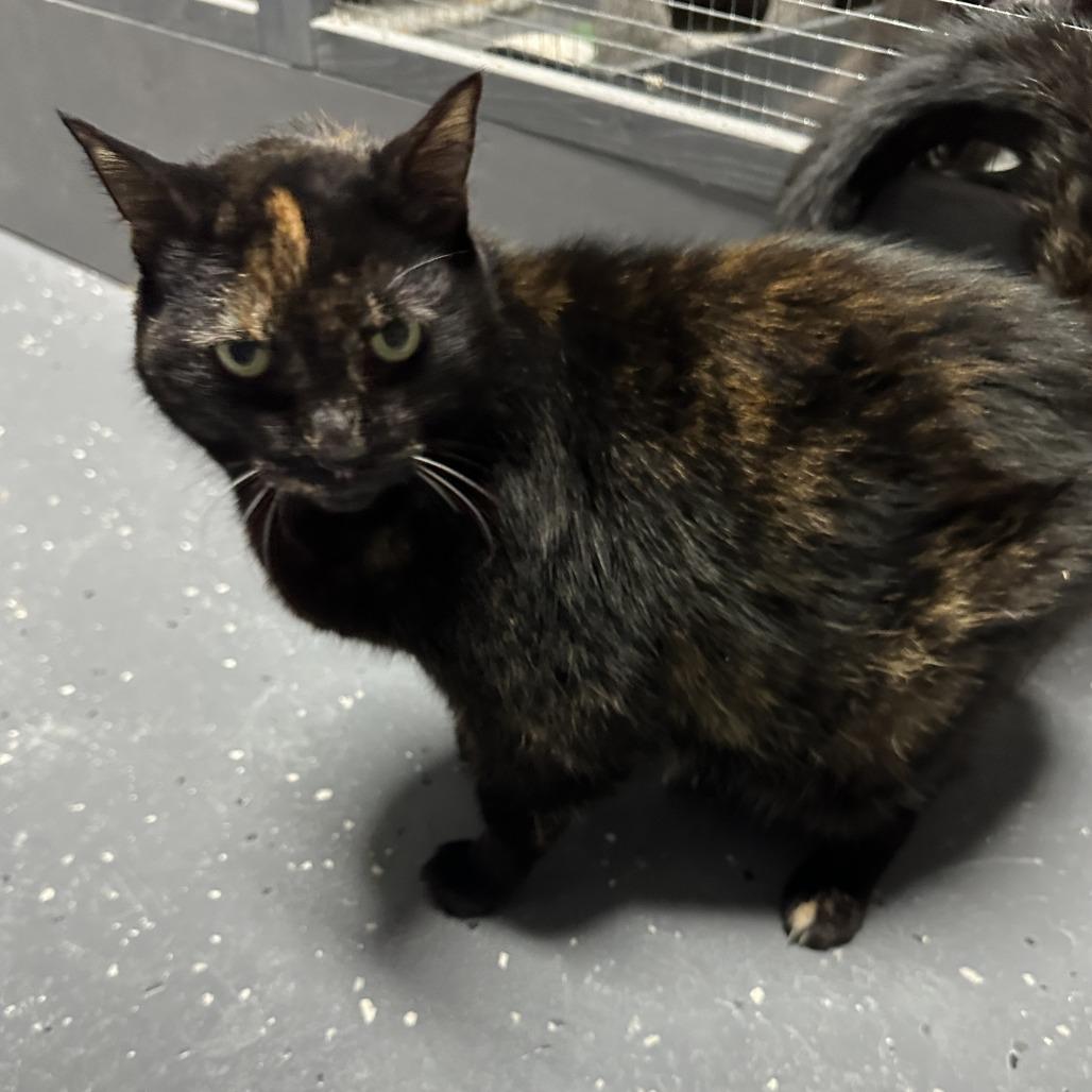 Rosey — thumbnail 3