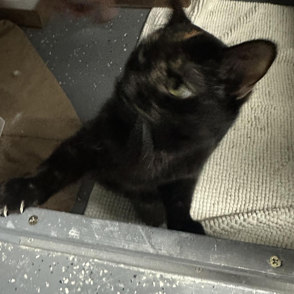 Rosey — thumbnail 5