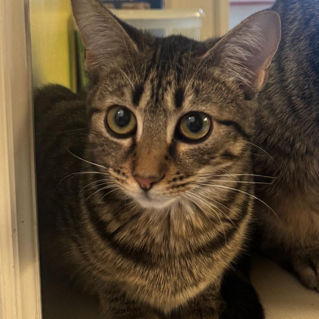 Enlarge Willhemina, a Adoptable Domestic Short Hair in Tanner, AL image 1/1