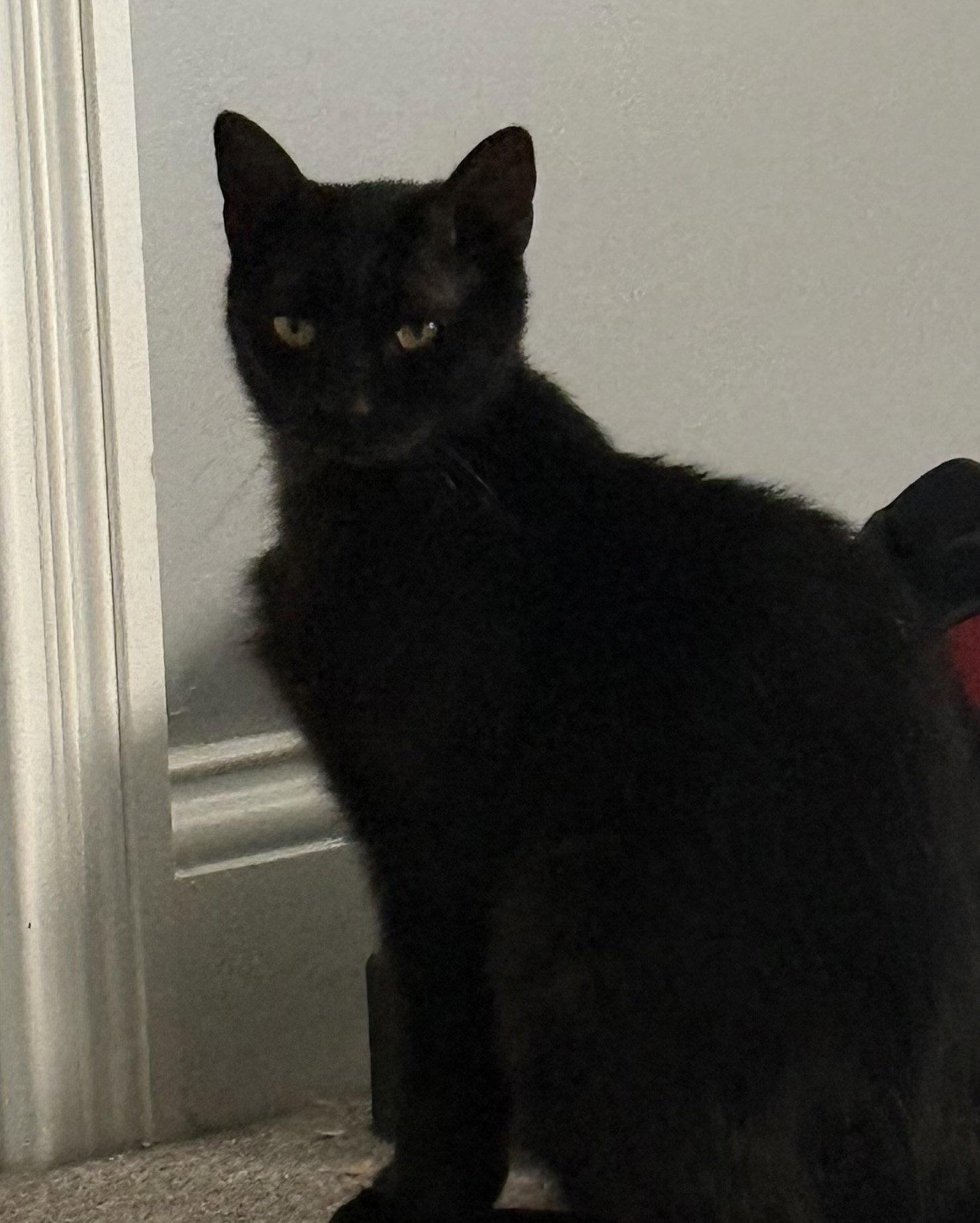 Enlarge Onyx, a Adoptable Domestic Short Hair in Nashville, TN image 1/3