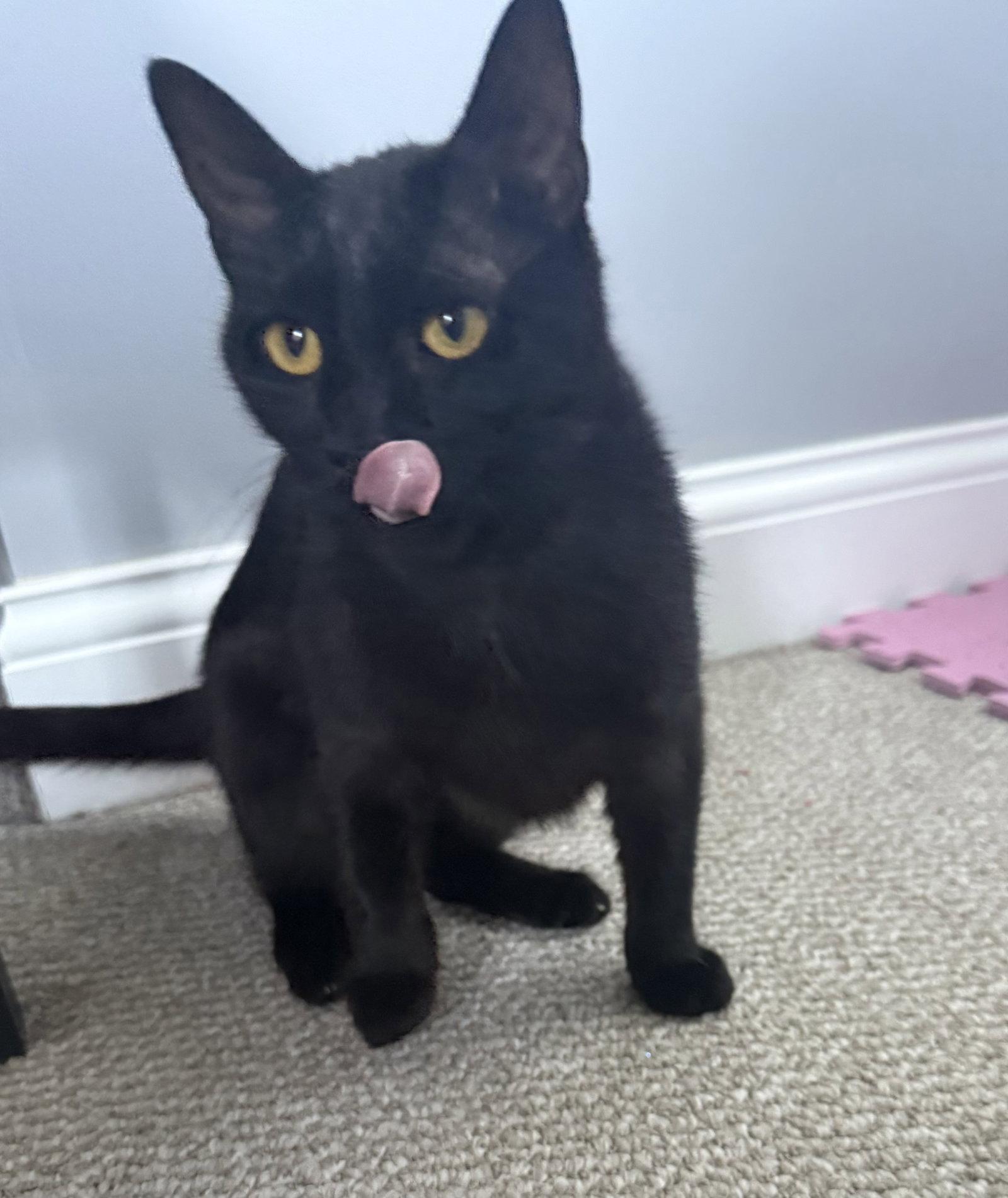 Enlarge Onyx, a Adoptable Domestic Short Hair in Nashville, TN image 2/3