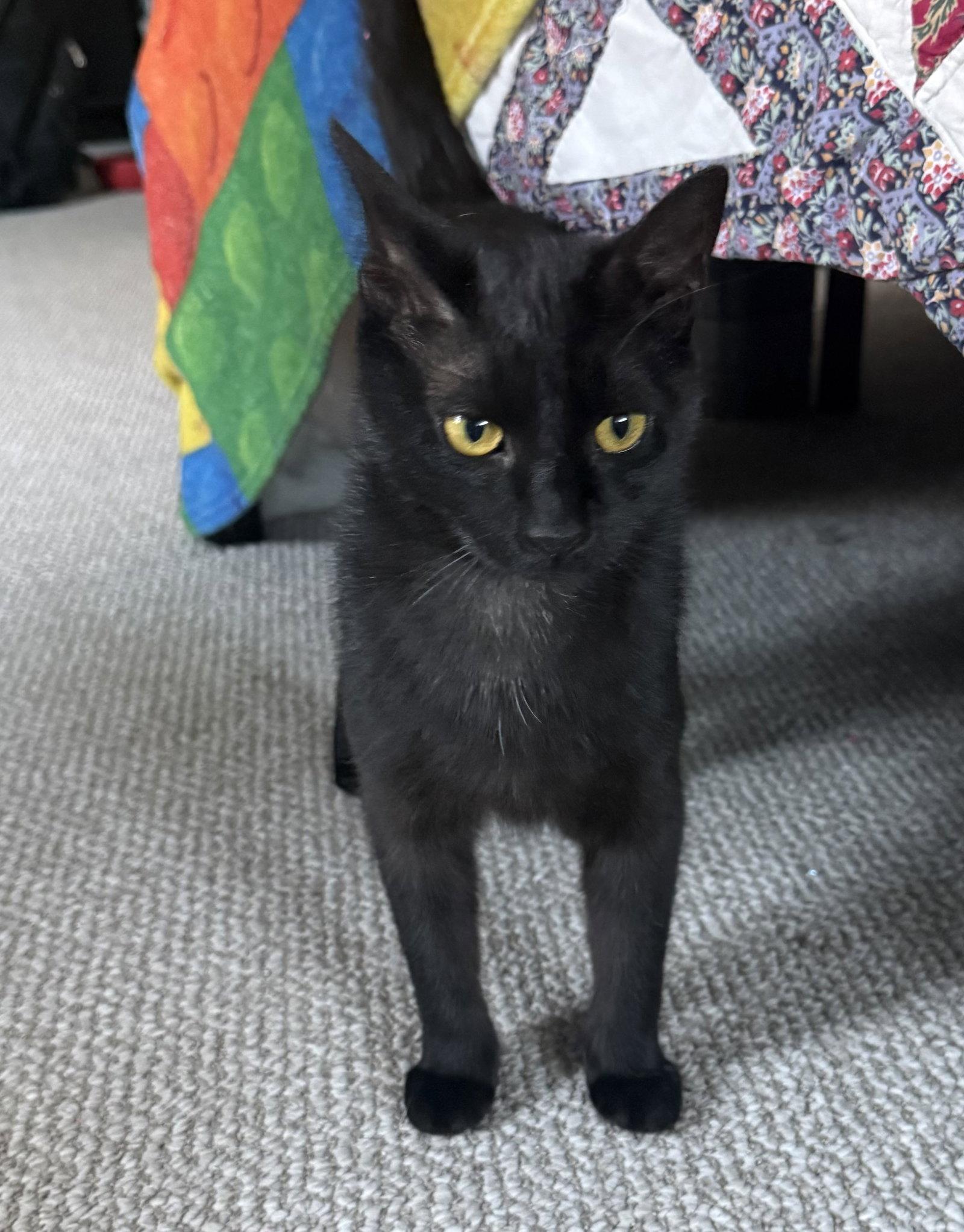 Enlarge Onyx, a Adoptable Domestic Short Hair in Nashville, TN image 3/3