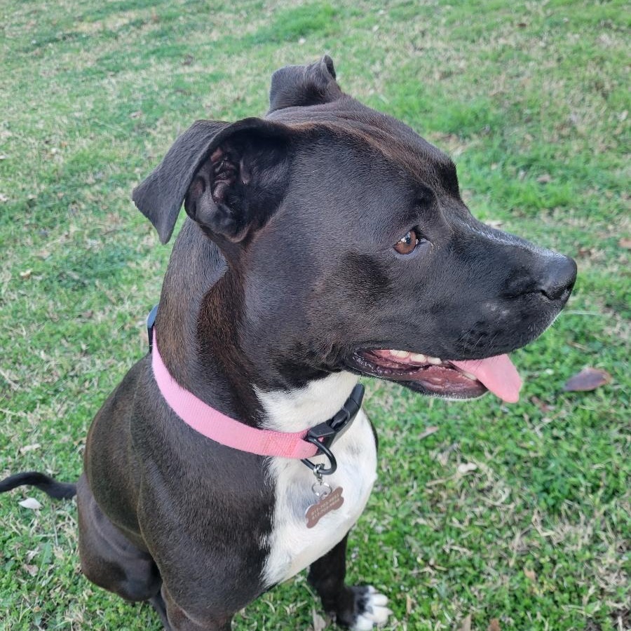 Enlarge Arabella , a ADOPTABLE American Staffordshire Terrier in Weatherford, TX image 3/4