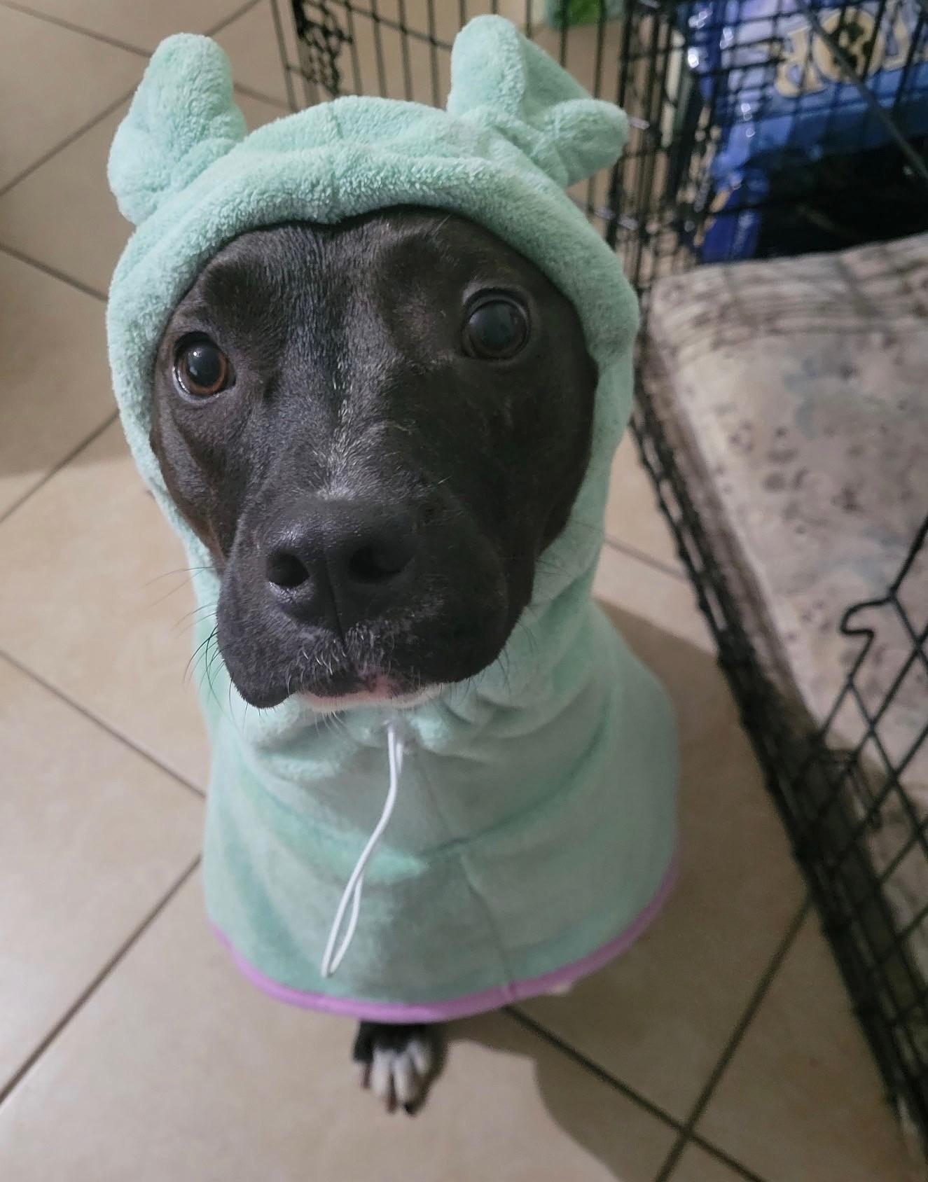 Arabella , ADOPTABLE, Young Female American Staffordshire Terrier.