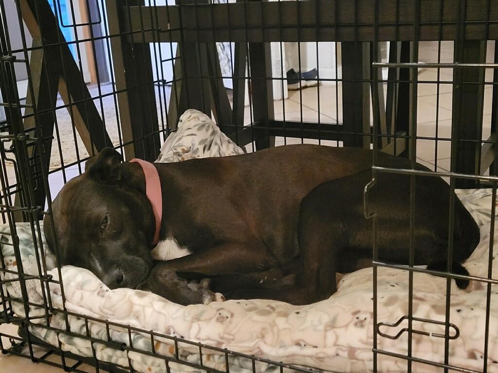 Enlarge Arabella , a ADOPTABLE American Staffordshire Terrier in Weatherford, TX image 2/4