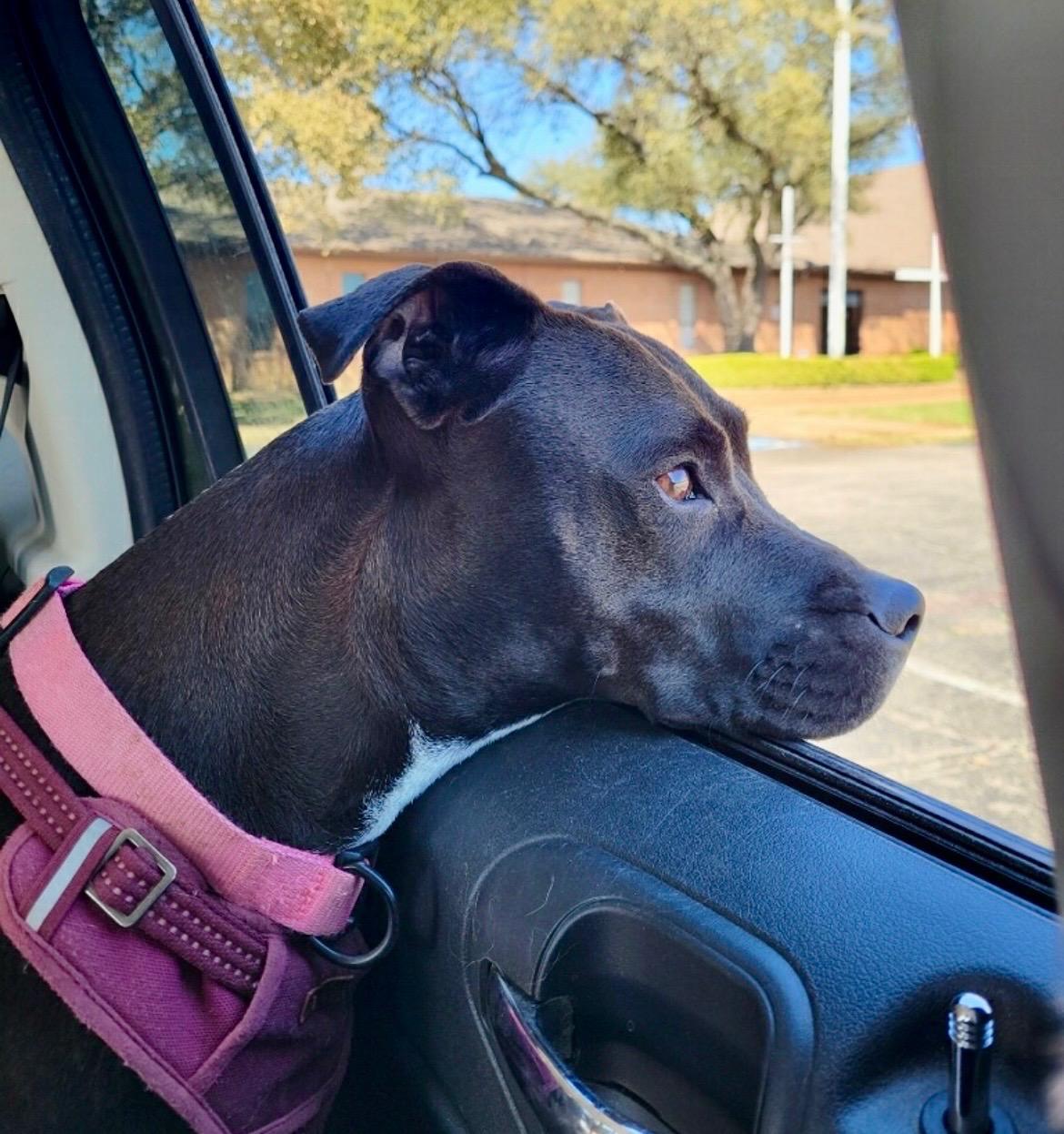 Arabella , ADOPTABLE, Young Female American Staffordshire Terrier.