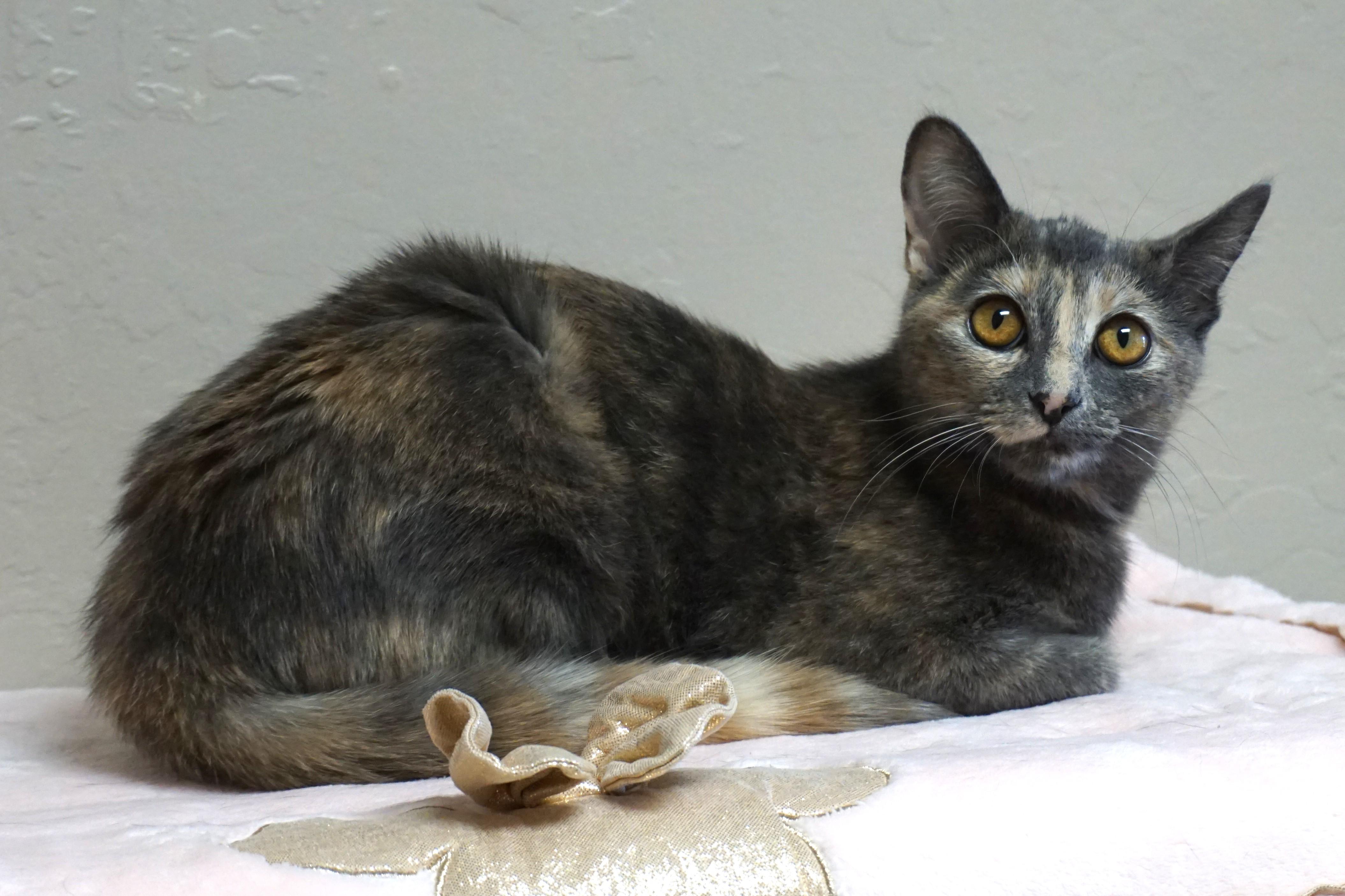 Enlarge Marisol, a ADOPTABLE Domestic Short Hair in Fountain Hills, AZ image 2/4