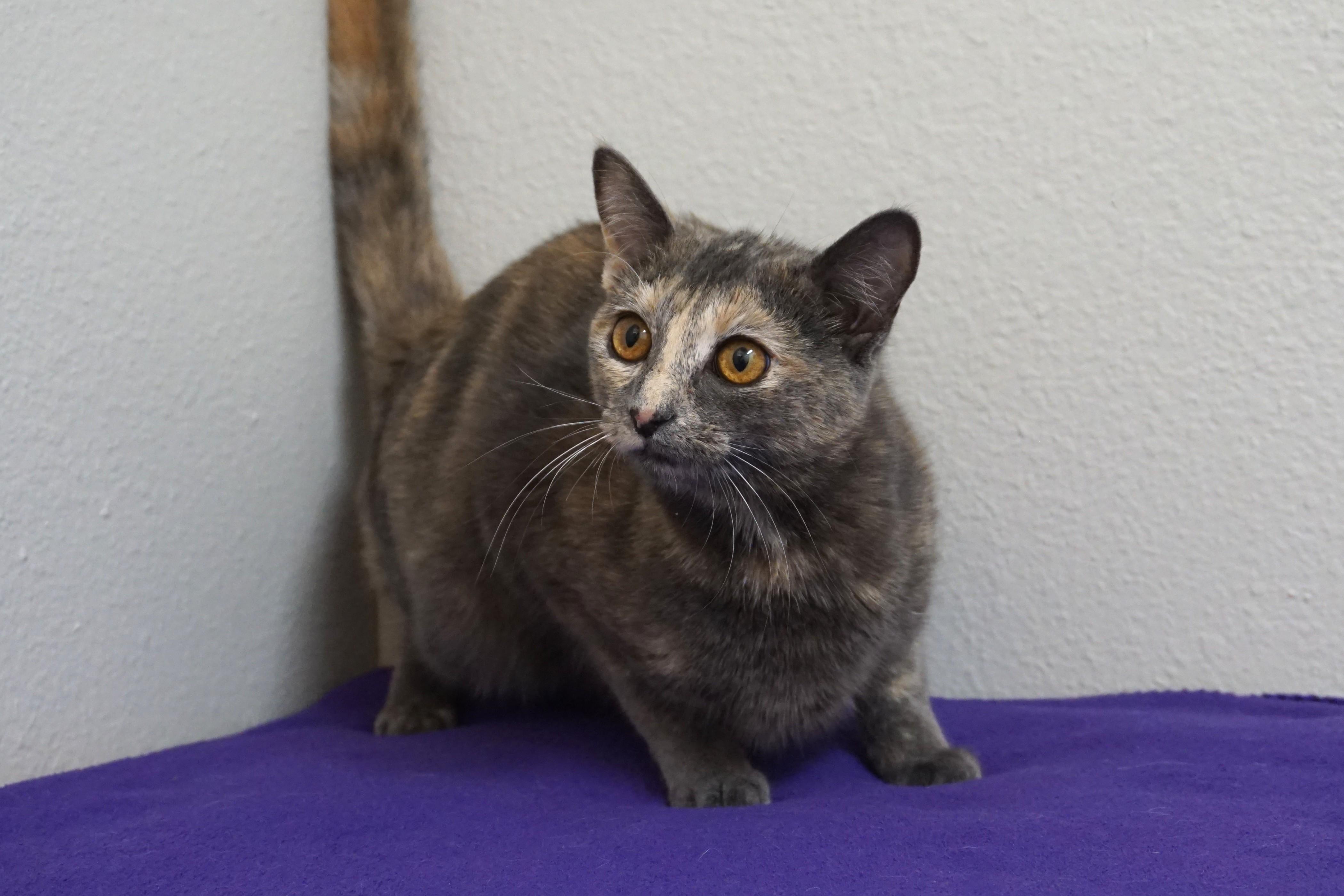 Enlarge Marisol, a ADOPTABLE Domestic Short Hair in Fountain Hills, AZ image 4/4