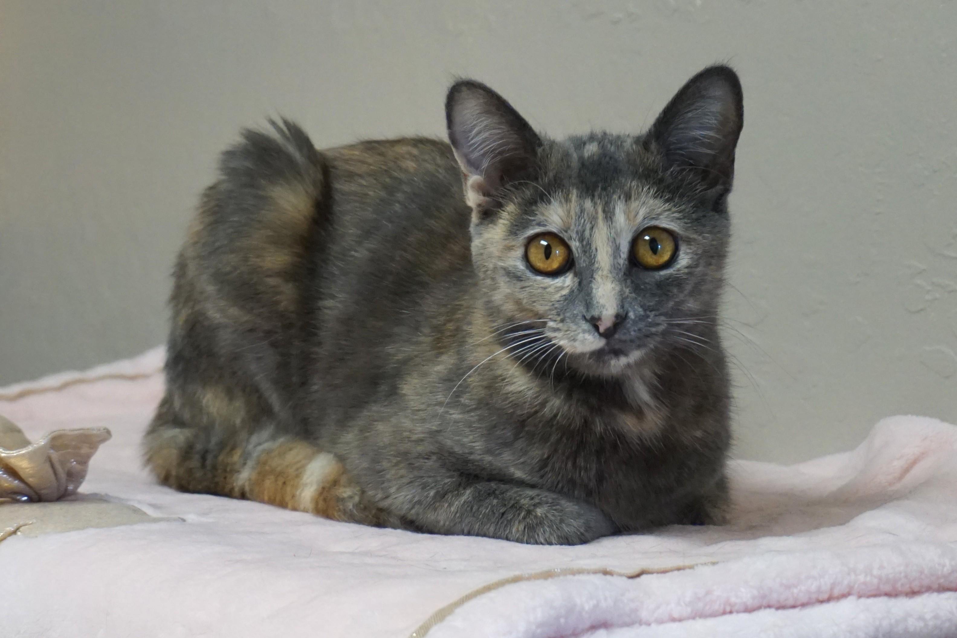 Marisol, ADOPTABLE, Young Female Domestic Short Hair.