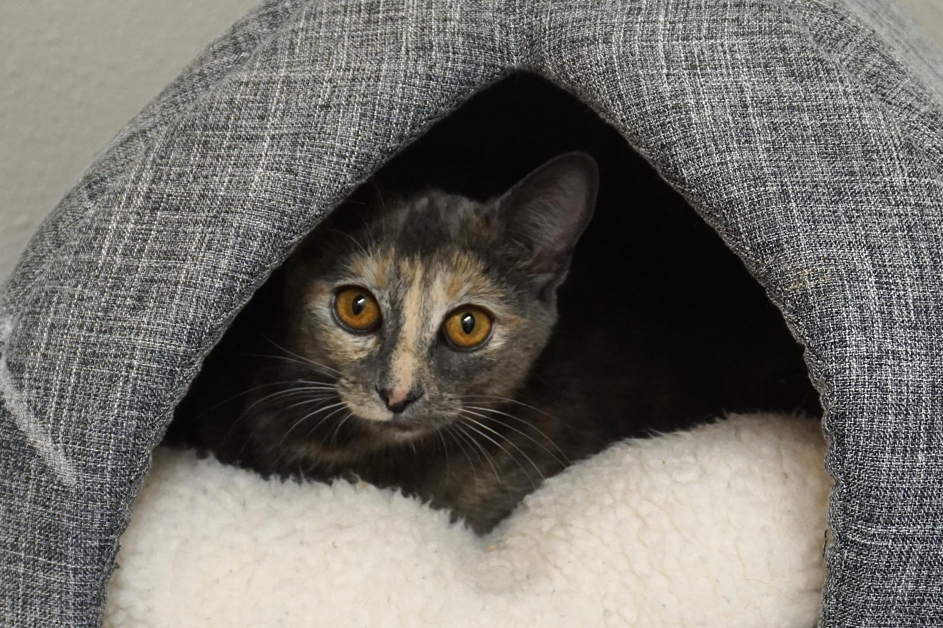 Enlarge Marisol, a ADOPTABLE Domestic Short Hair in Fountain Hills, AZ image 3/4