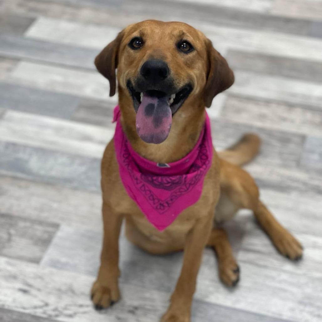Filly, Adoptable, Adult Female Black Mouth Cur.