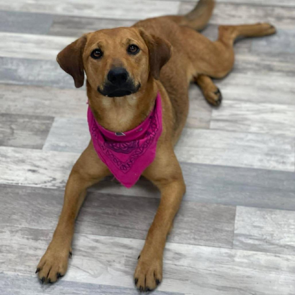 Enlarge Filly, a Adoptable Black Mouth Cur in Lufkin, TX image 2/3