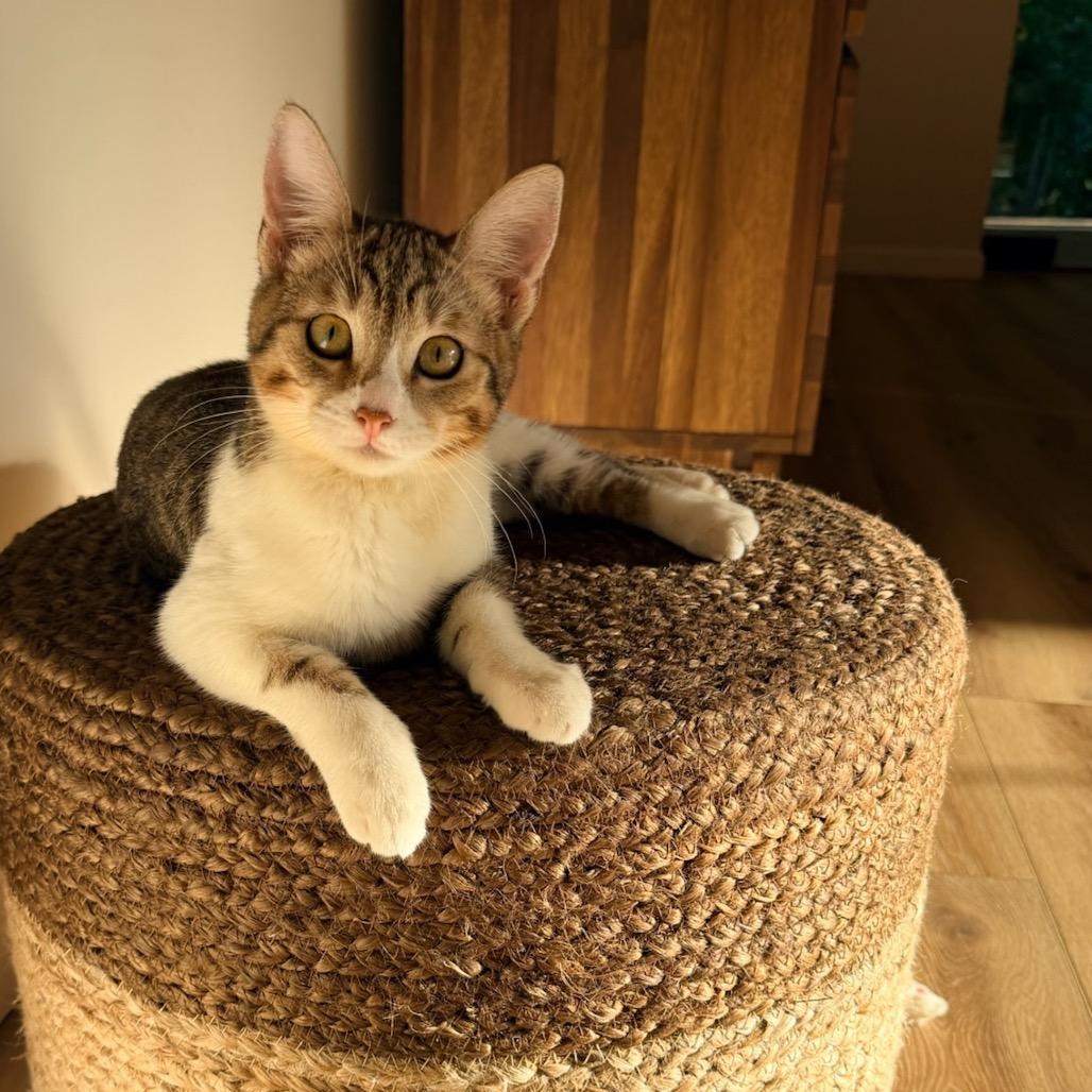 Snickers, Adoptable, Kitten Female Domestic Medium Hair.