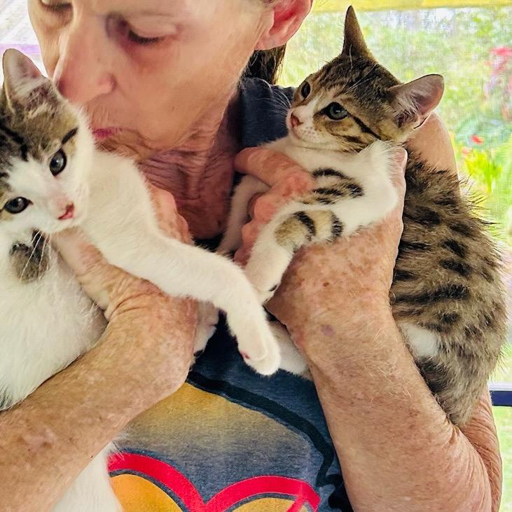 Snickers, a Adoptable Domestic Medium Hair in Pahoa, HI image 2/6