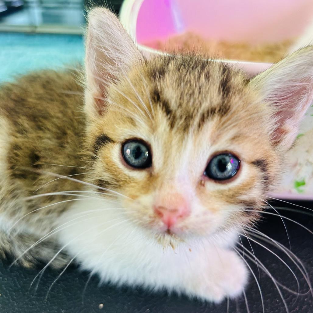 Snickers, a Adoptable Domestic Medium Hair in Pahoa, HI image 3/6