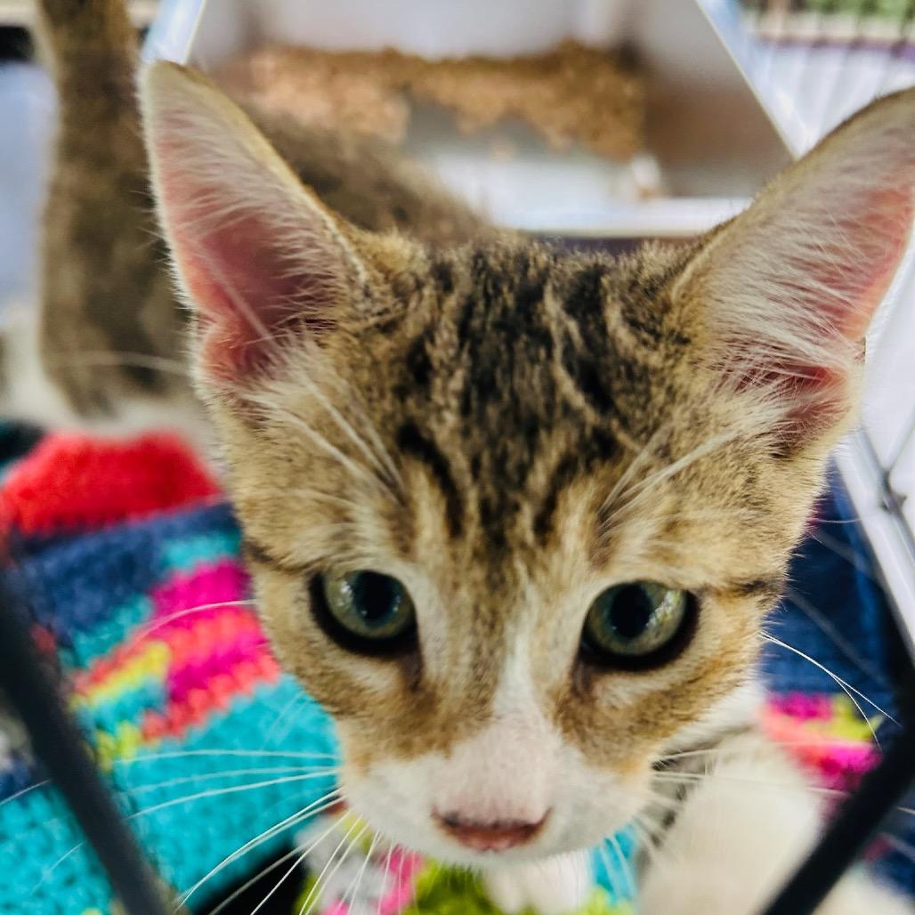 Snickers, a Adoptable Domestic Medium Hair in Pahoa, HI image 4/6