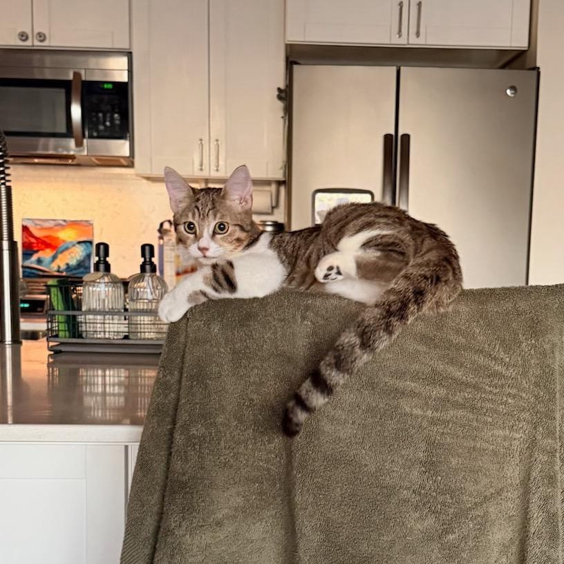 Snickers, a Adoptable Domestic Medium Hair in Pahoa, HI image 5/6