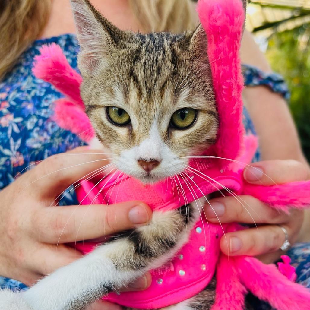 Snickers, a Adoptable Domestic Medium Hair in Pahoa, HI image 6/6