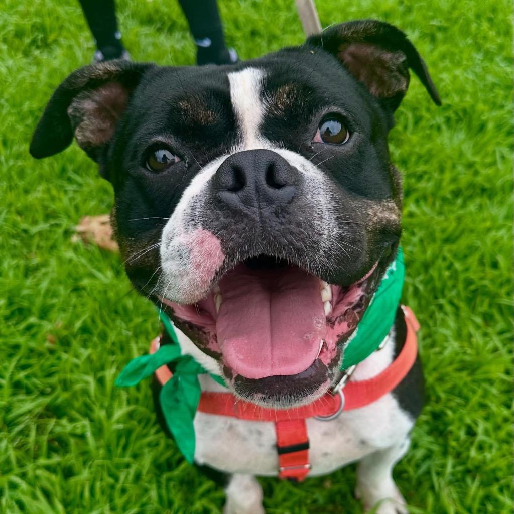 Mort, Adoptable, Adult Male American Bulldog.