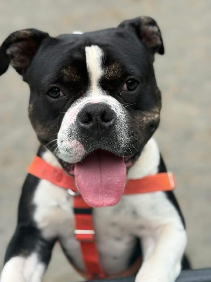 Mort, a Adoptable American Bulldog in Ewing, NJ image 2/4