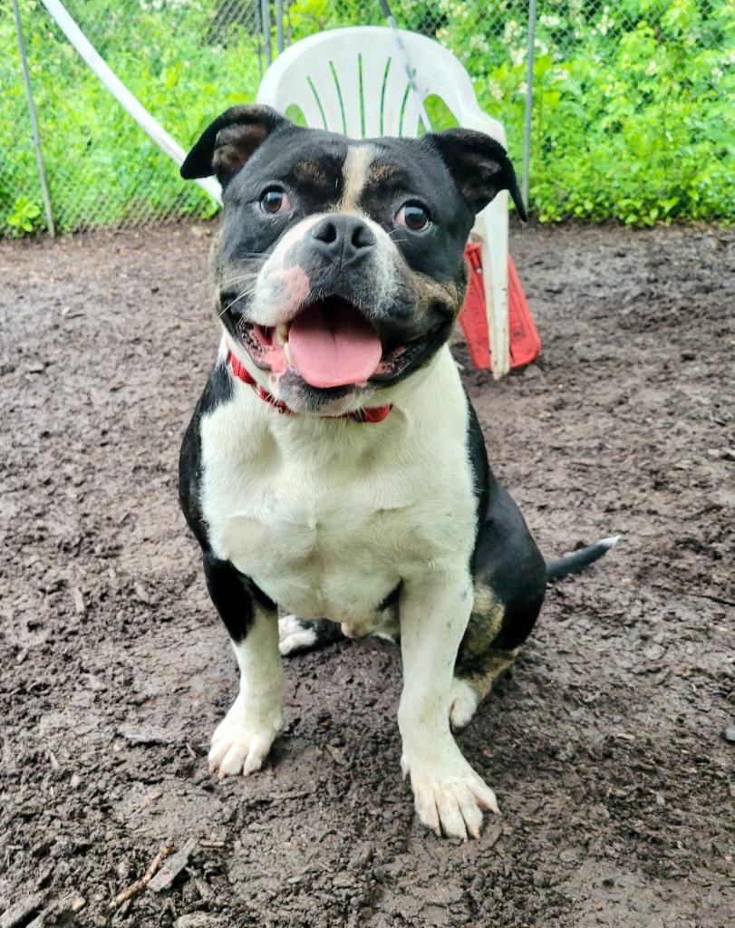 Enlarge Mort, a Adoptable American Bulldog in Ewing, NJ image 1/4