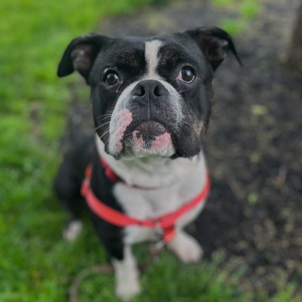 Mort, a Adoptable American Bulldog in Ewing, NJ image 3/4