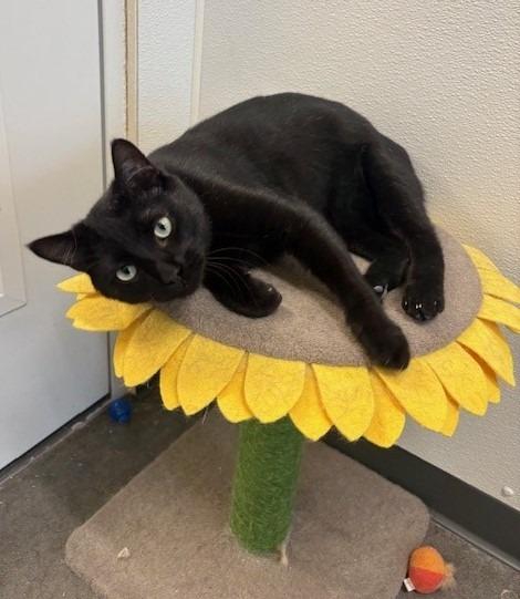 Pete, Adoptable, Young Male Domestic Short Hair.