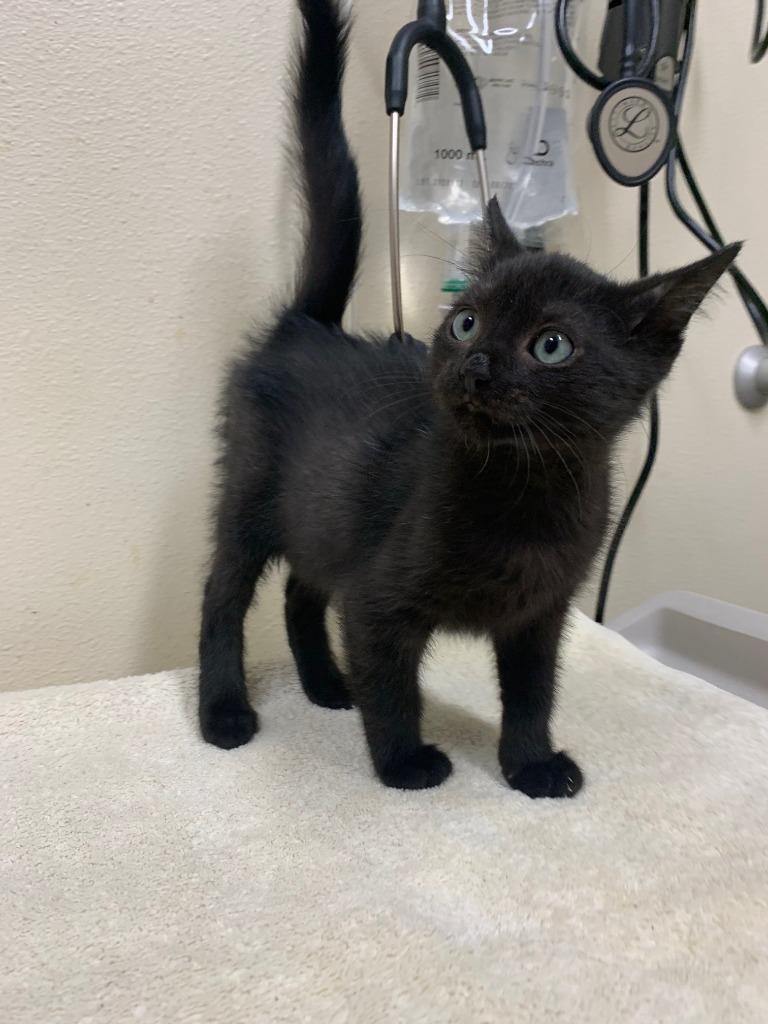 Pete, Adoptable, Young Male Domestic Short Hair.