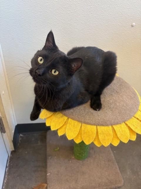 Enlarge Pete, a Adoptable mixed breed in Ladysmith, WI image 3/5