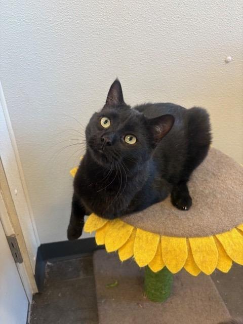 Enlarge Pete, a Adoptable mixed breed in Ladysmith, WI image 4/5