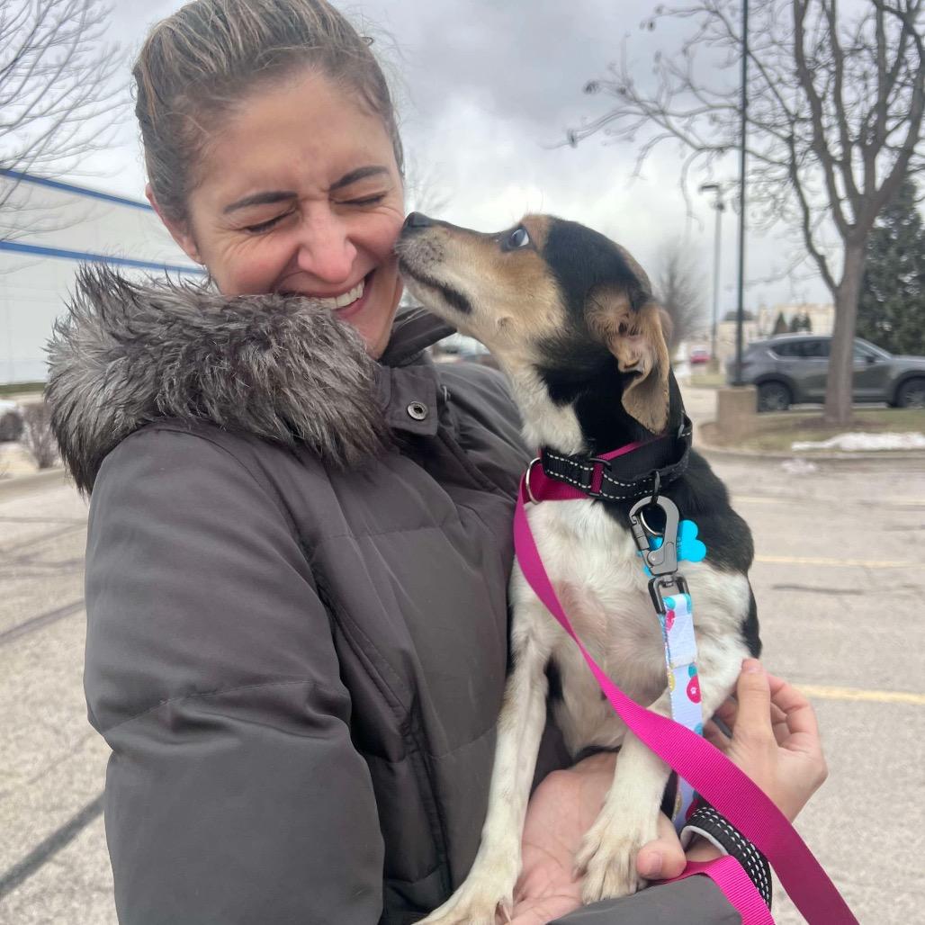 Alice, a Adoptable mixed breed in St. Charles, IL image 1/6