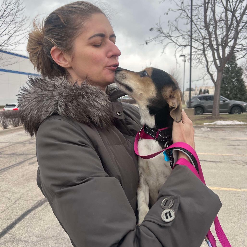 Alice, a Adoptable mixed breed in St. Charles, IL image 3/6