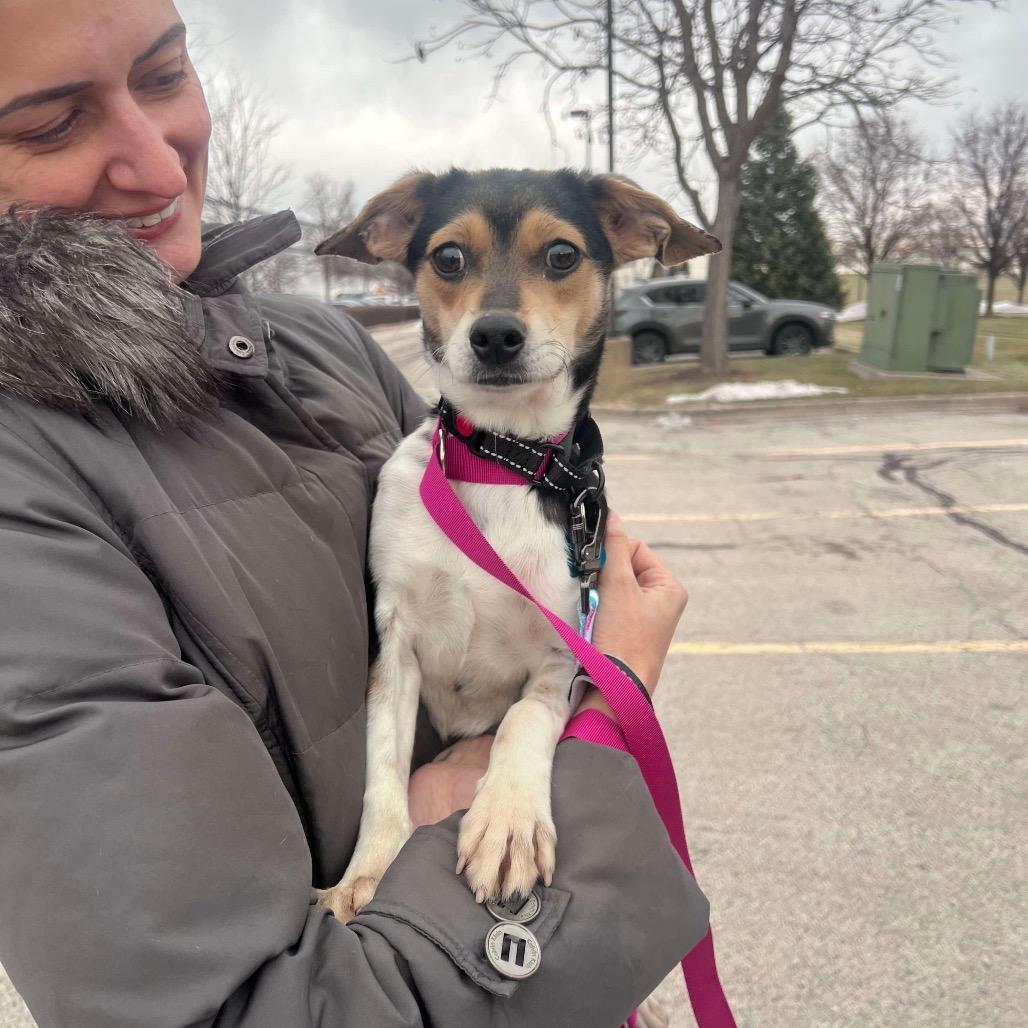 Alice, a Adoptable mixed breed in St. Charles, IL image 6/6