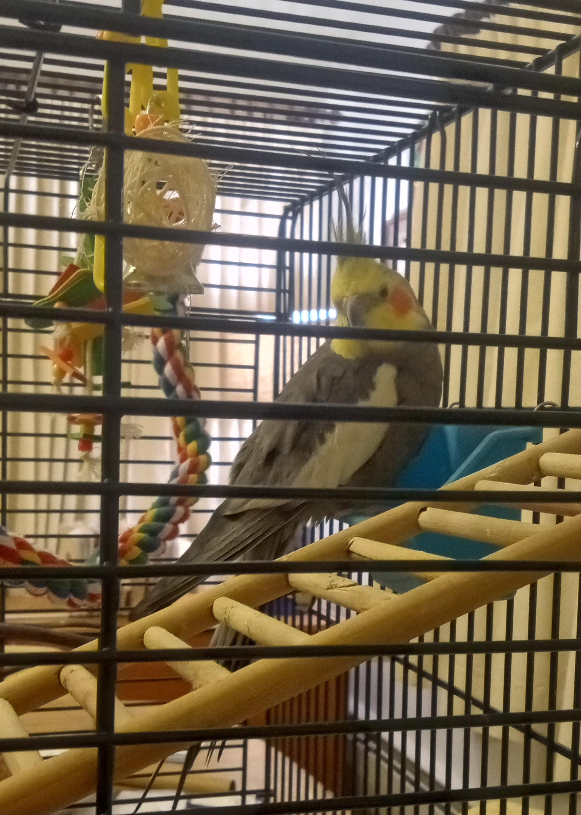 Mr. Bird
