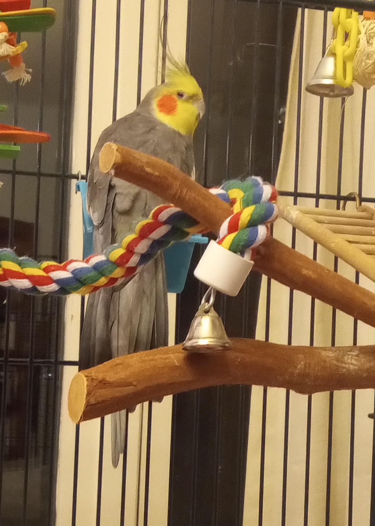 Mr. Bird
