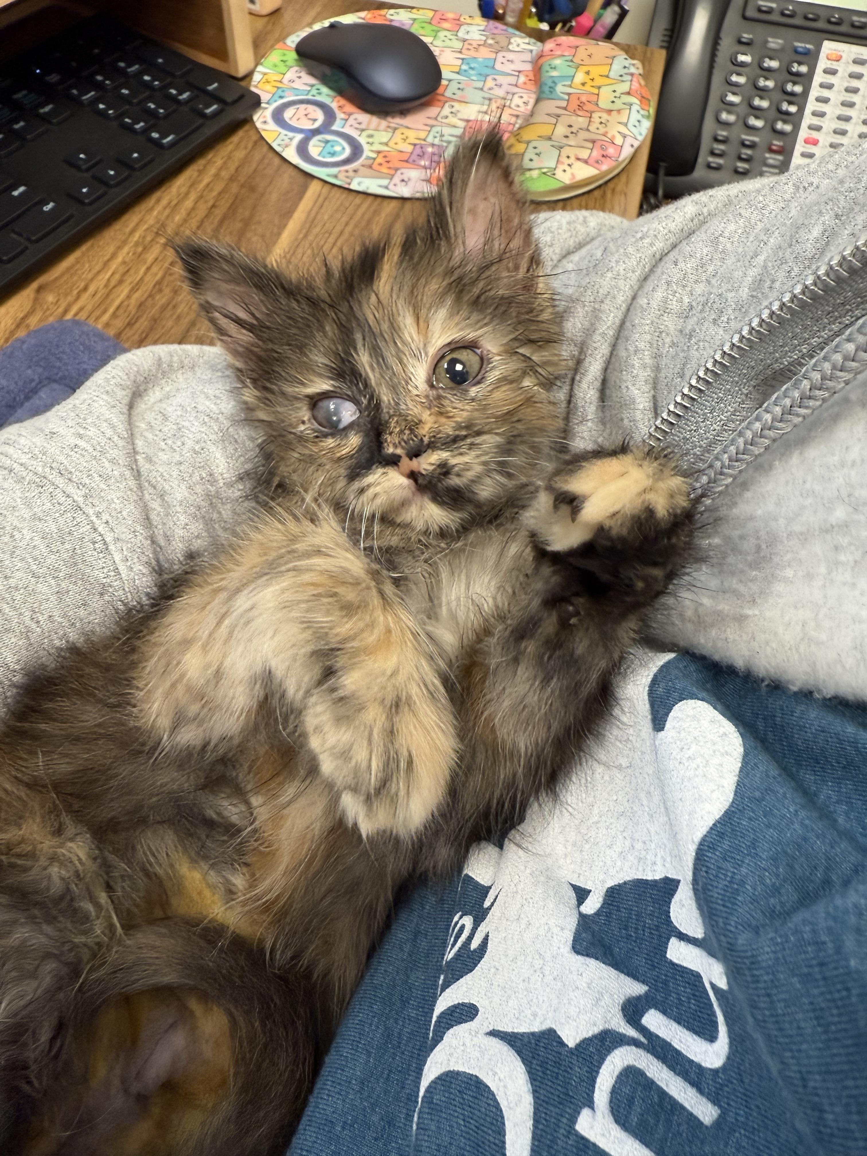 Sabrina, Adopted, Young Female Domestic Long Hair.