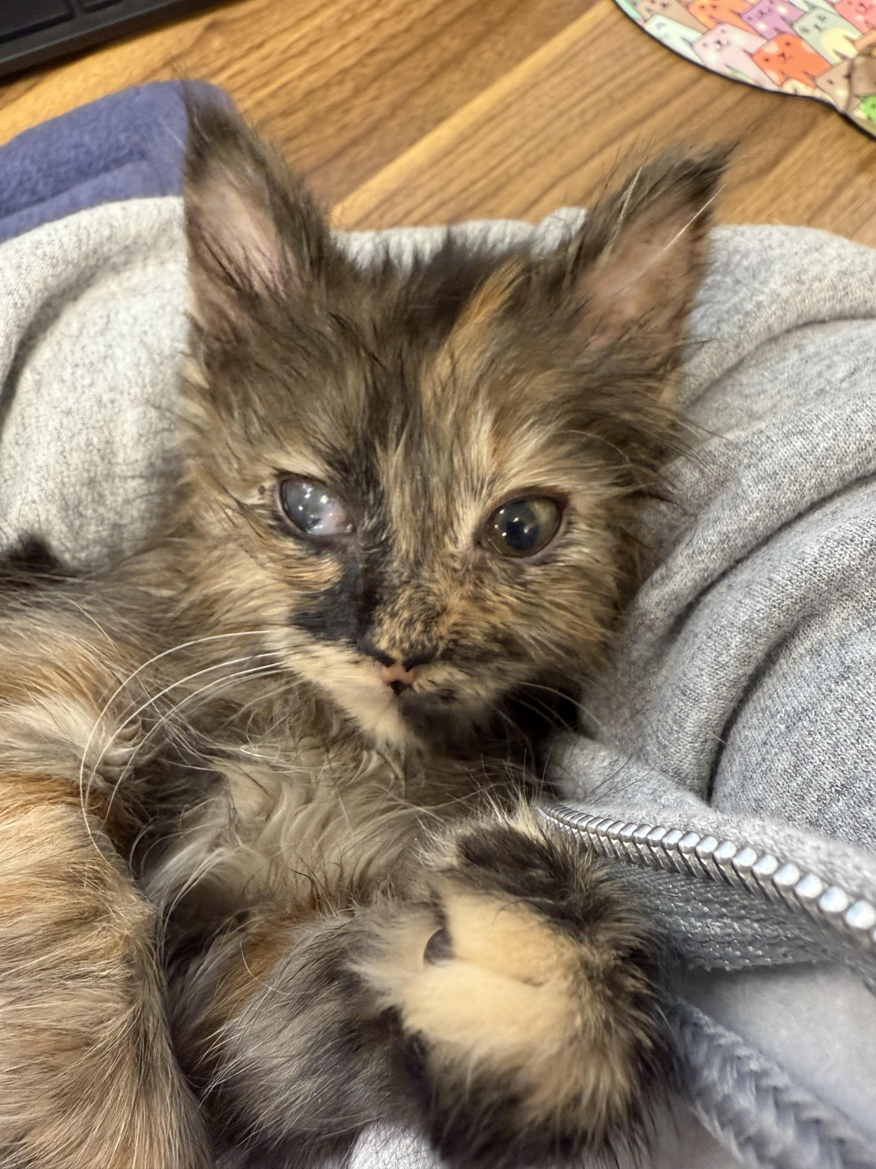 Enlarge Sabrina, a Adopted Domestic Long Hair in Toledo, OH image 2/2