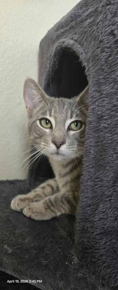 Gary 2, Adoptable, Young Male American Shorthair & American Shorthair.