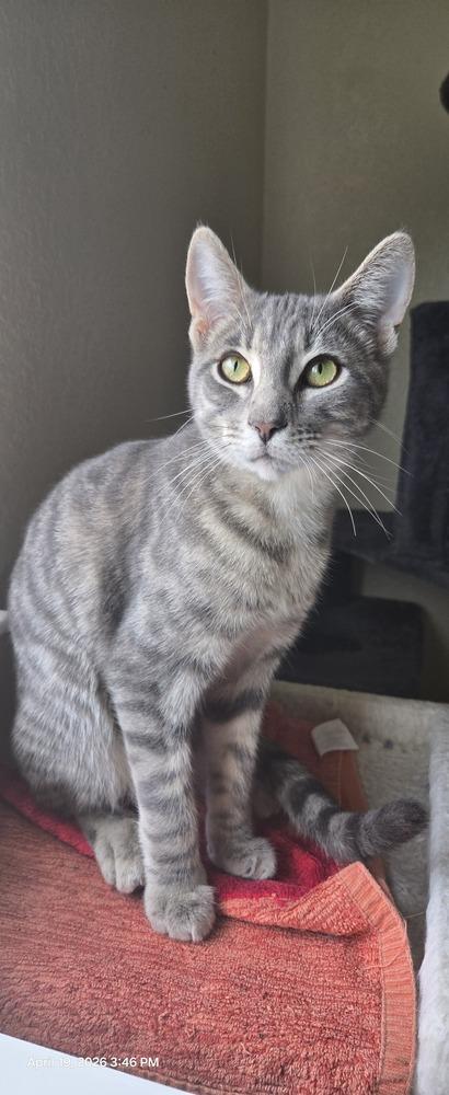 Enlarge Gary  2, a Adoptable mixed breed in Austin, TX image 3/3