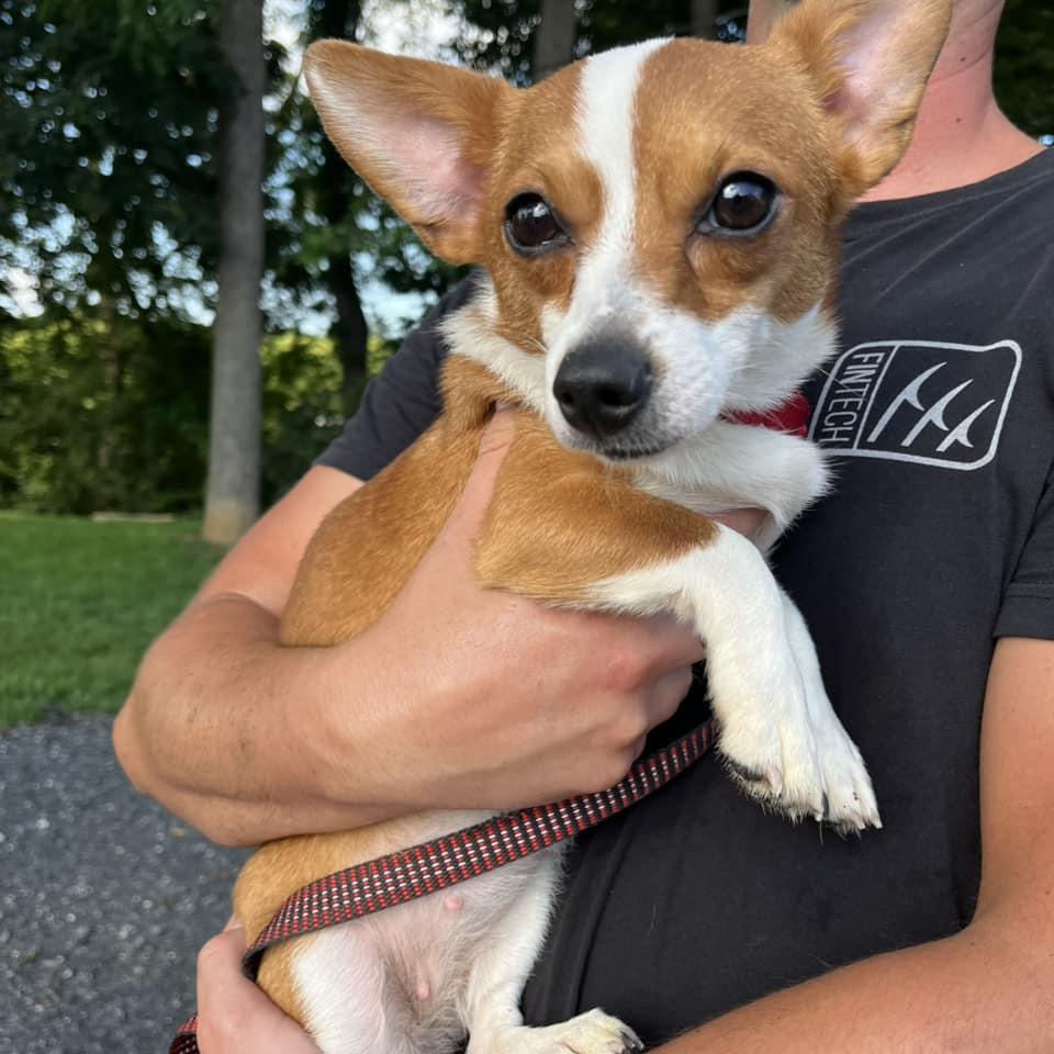 Enlarge Stardust, an adoptable mixed breed in Whitehall, PA image 2/6